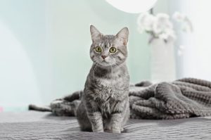 Best Cat Insurance in Quebec, CA