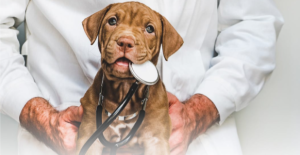 Best Dog Insurance in Quebec, CA