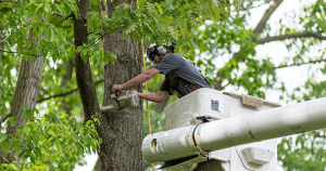 Comprehensive Tree Care: Ensuring a Healthy Landscape