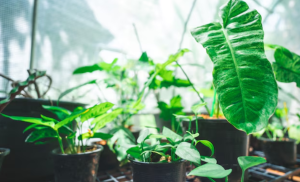 How a Plant Nursery Can Be Your Go-To Solution for Stress-Free Gardening
